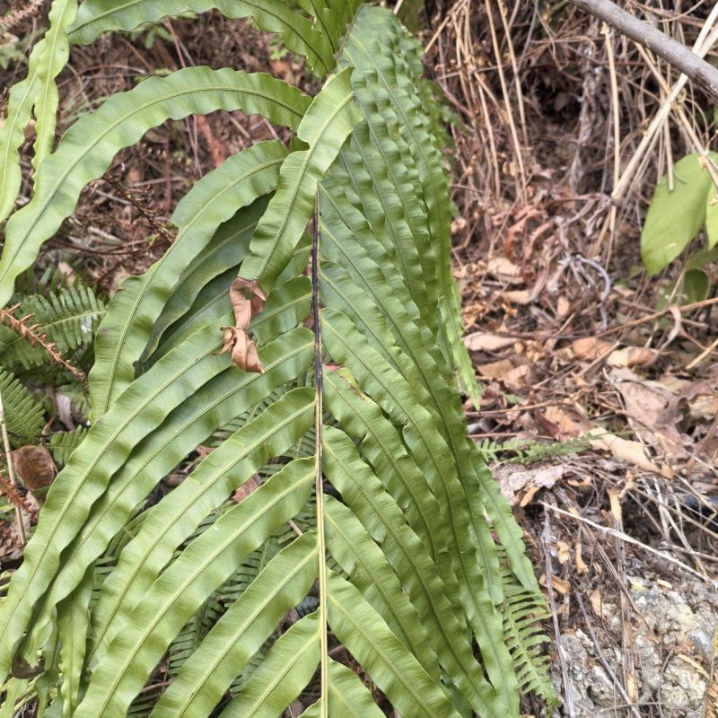 乌毛蕨苗、龙船蕨苗、大凤尾草苗、贯众苗、赤蕨头苗
