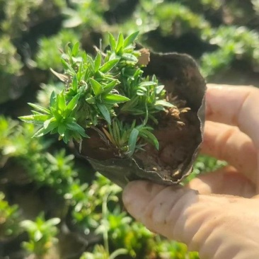 绿化苗木福禄考基地批发耐寒耐旱力极强！适合庭院花园小区等