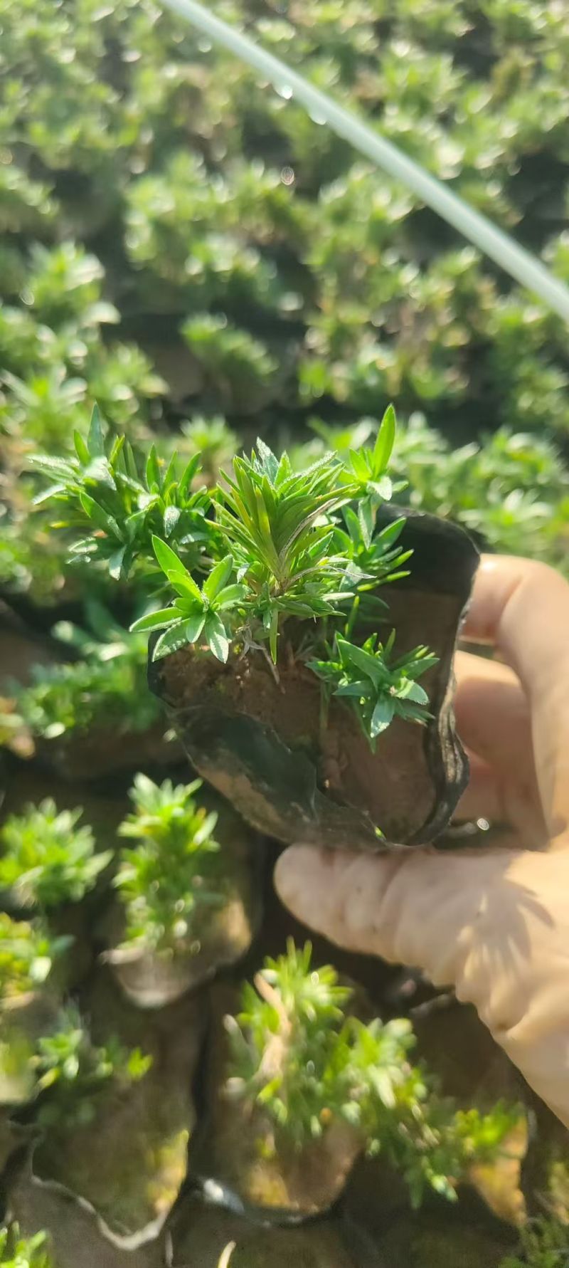 绿化苗木福禄考基地批发耐寒耐旱力极强！适合庭院花园小区等