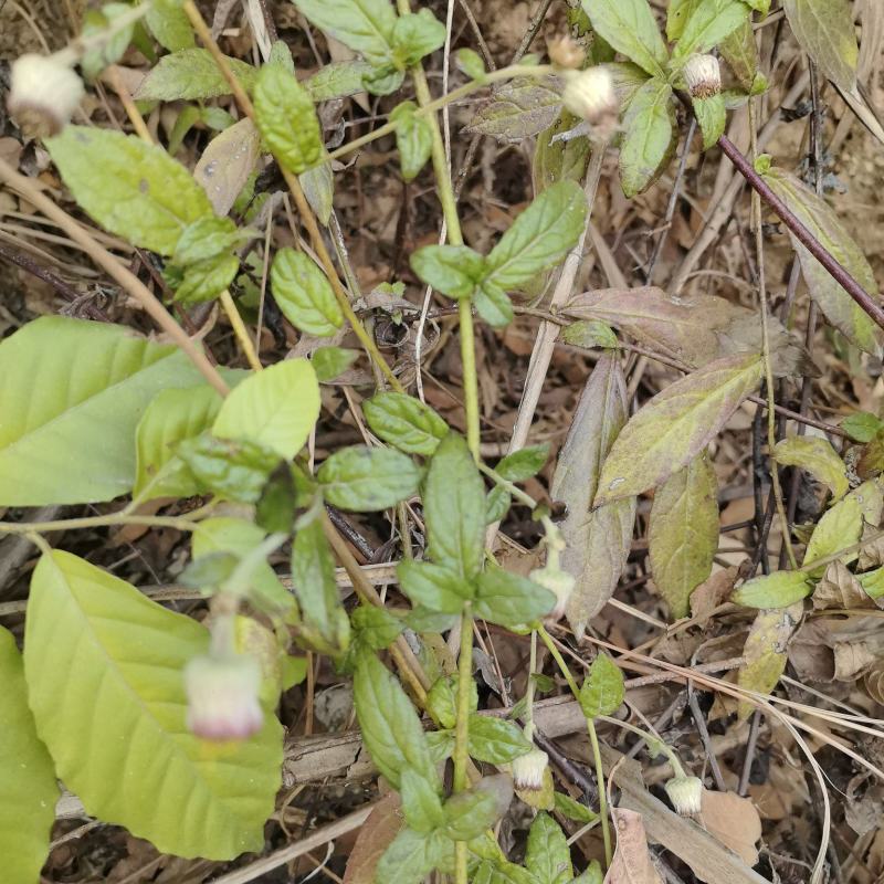 东风草苗、九里明‌苗、‌九里光‌苗、‌千里光‌苗