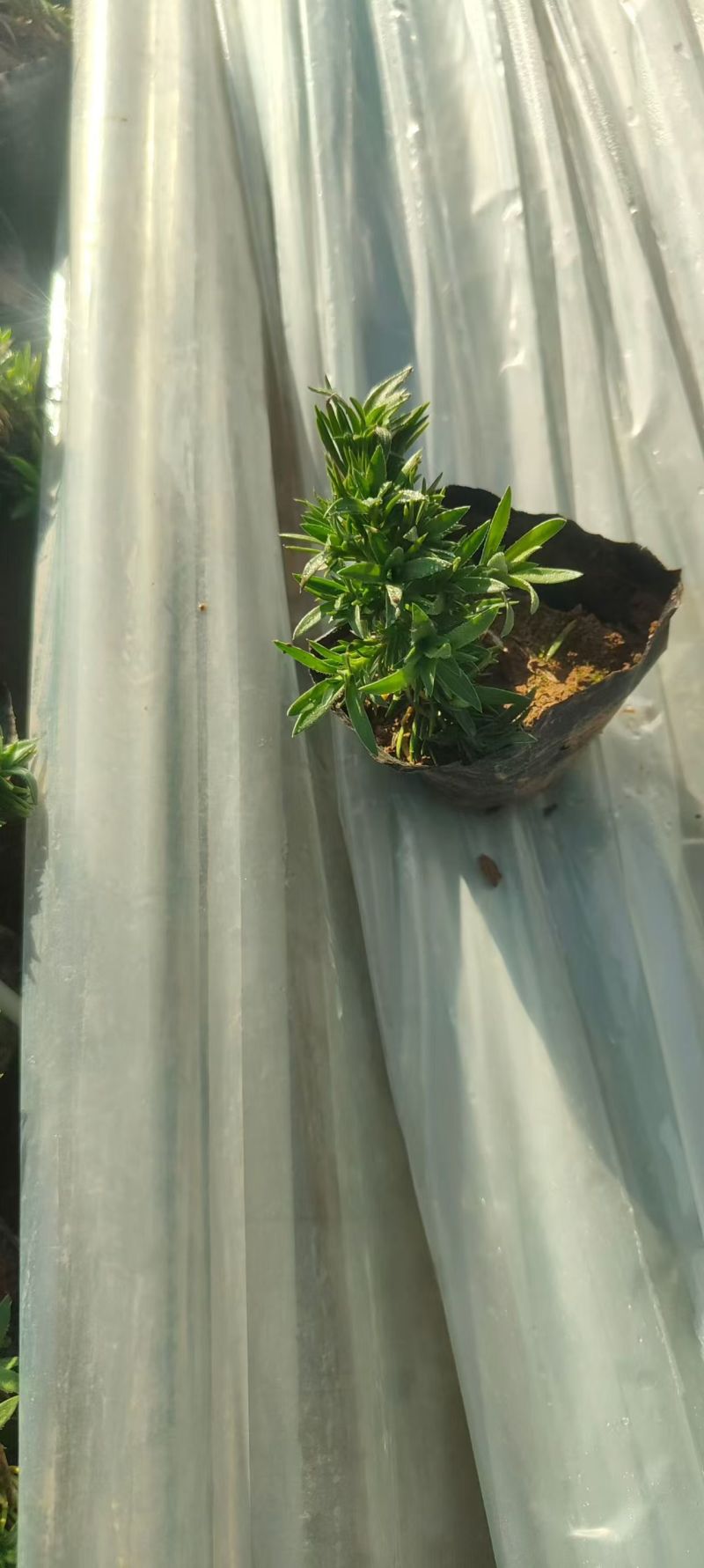 绿化苗木福禄考基地批发耐寒耐旱力极强！适合庭院花园小区等