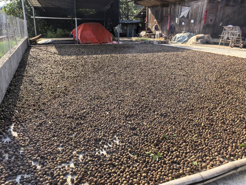 老树小果山茶油