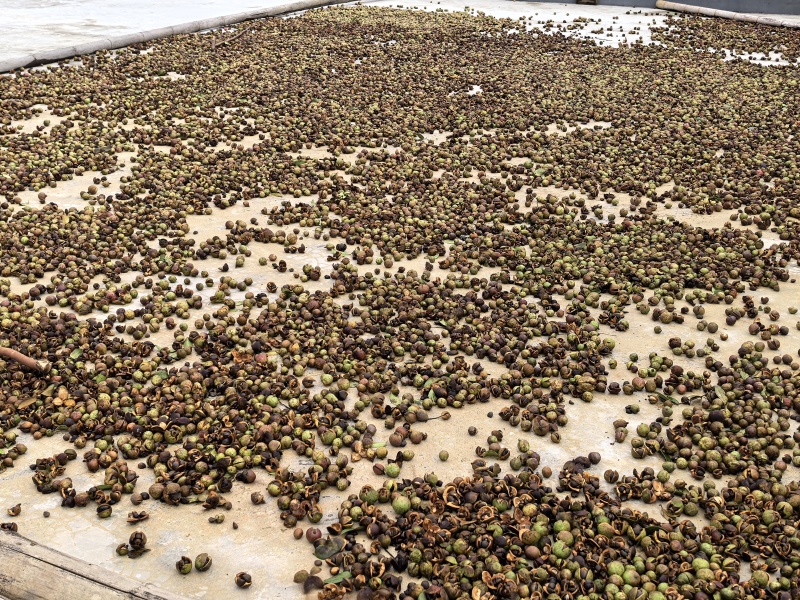 老树小果山茶油