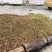老树小果山茶油