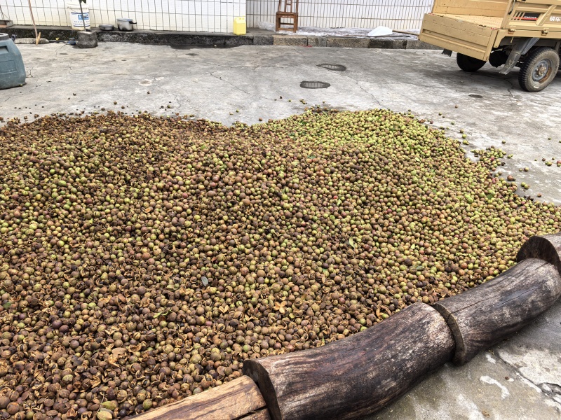 老树小果山茶油