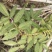 空心泡苗、蔷薇莓‌苗、‌七叶饭消扭‌苗、‌三月泡‌苗