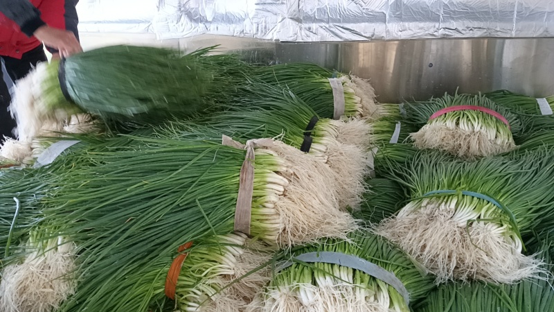 四季小香葱