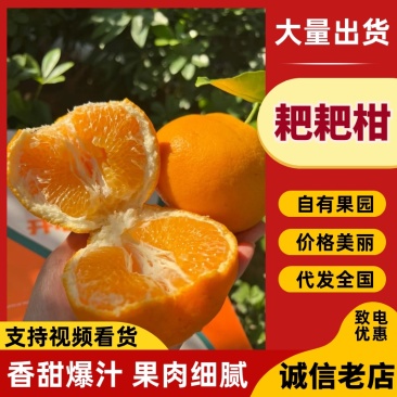四川春见耙耙柑大量走货对接超市批发市场全国发货
