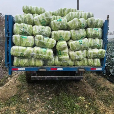 精品黄心白菜，湖北荆门基地直发，量大从优