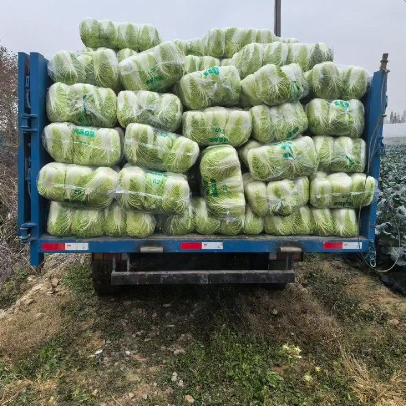 精品黄心白菜，湖北荆门基地直发，量大从优