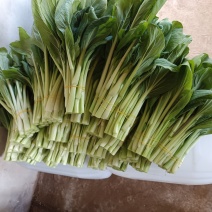 柳叶白菜薹