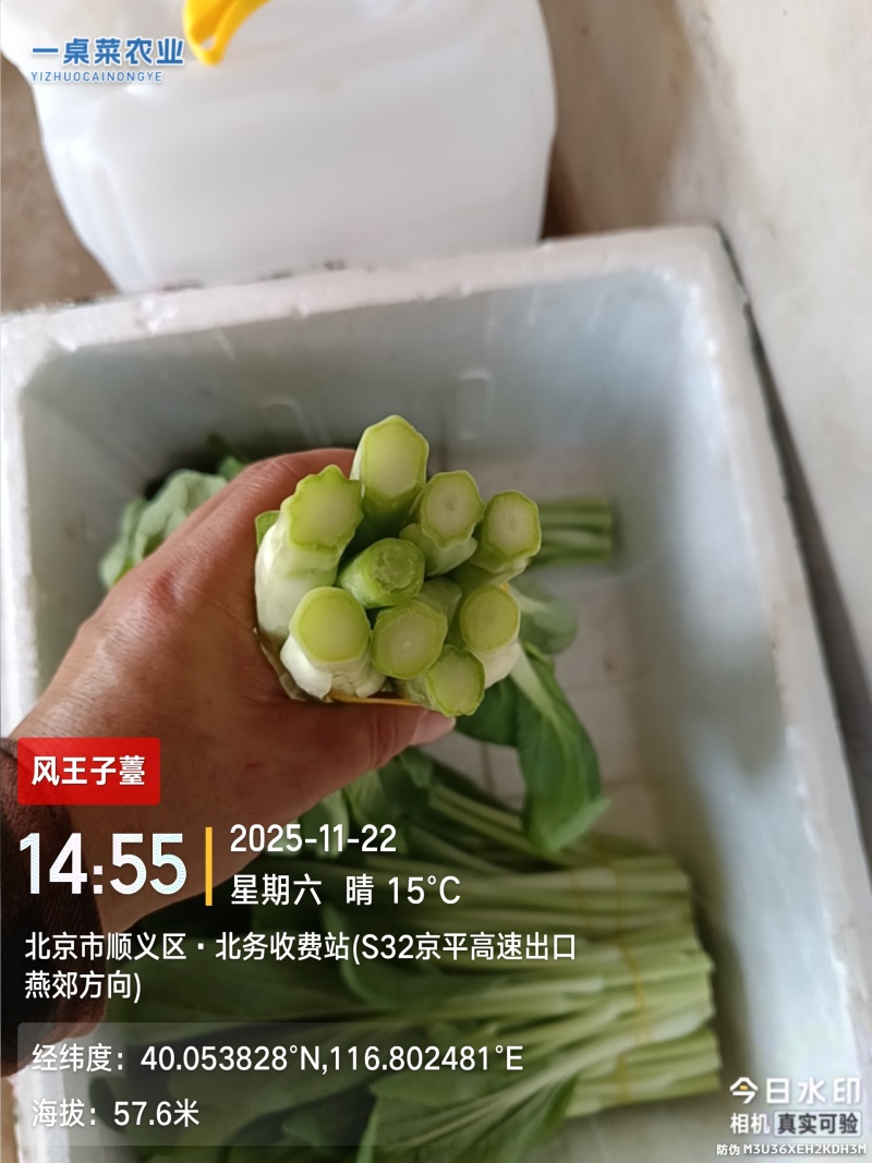 柳叶白菜薹
