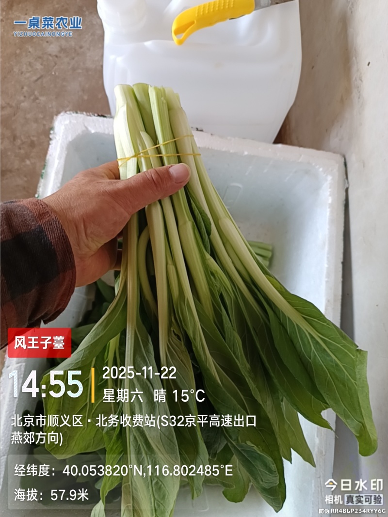 柳叶白菜薹