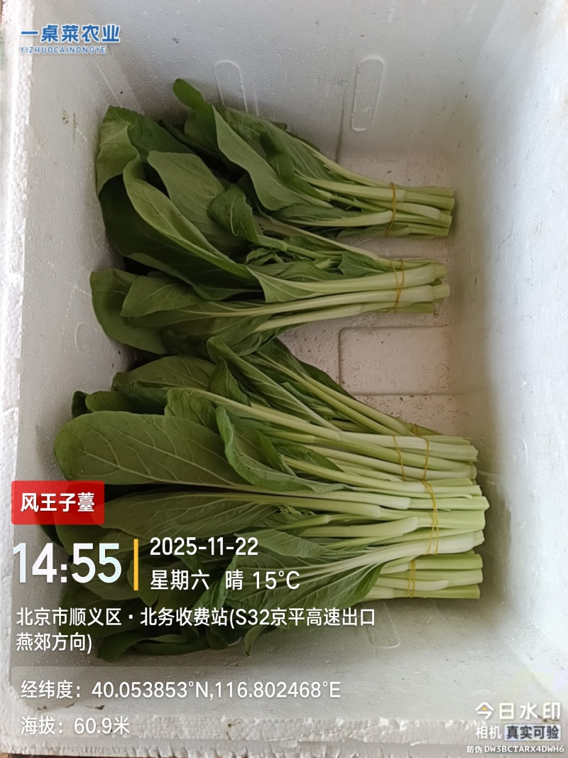 柳叶白菜薹