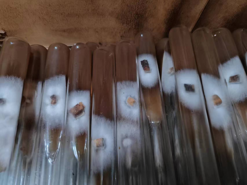 湖北10号香菇菌种大量供应中品质保证提供技术指导厂家直供