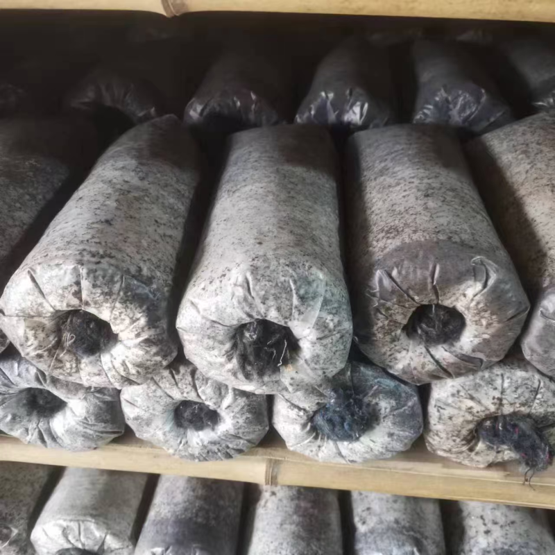 湖北10号香菇菌种大量供应中品质保证提供技术指导厂家直供