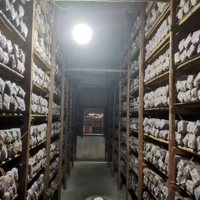 湖北10号香菇菌种大量供应中品质保证提供技术指导厂家直供