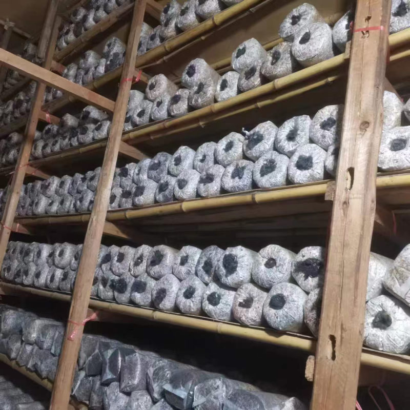 湖北10号香菇菌种大量供应中品质保证提供技术指导厂家直供
