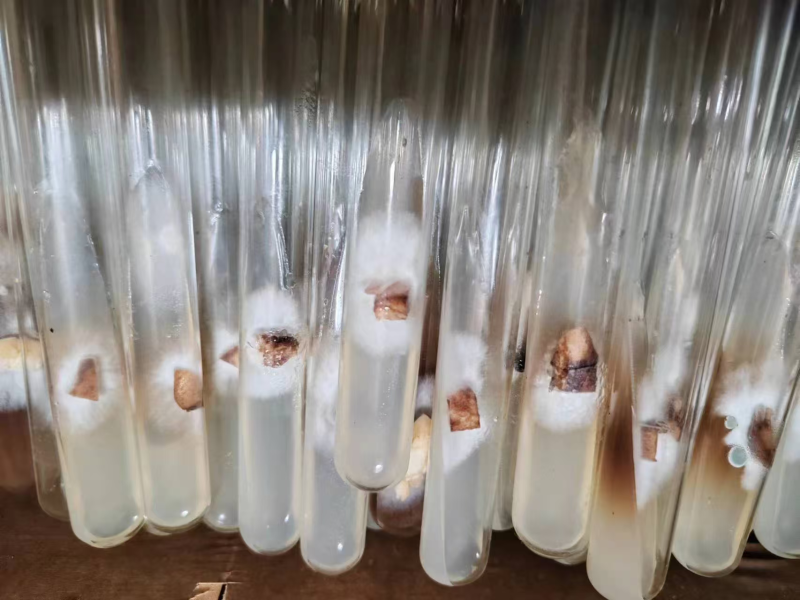 香菇菌种规格齐全厂家直发量大从优品质保证提供技术指导