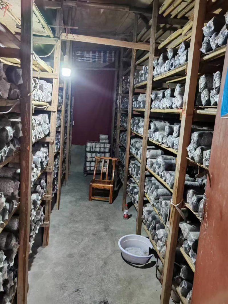 香菇菌种规格齐全厂家直发量大从优品质保证提供技术指导