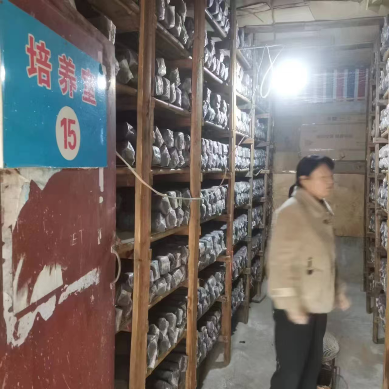 香菇菌种规格齐全厂家直发量大从优品质保证提供技术指导