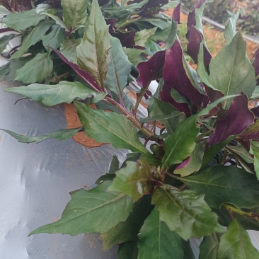 基地紫背菜长期供应