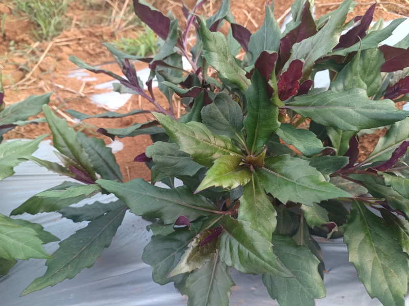 基地紫背菜长期供应