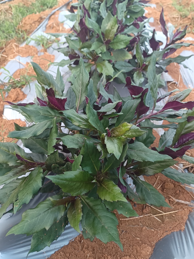 基地紫背菜长期供应