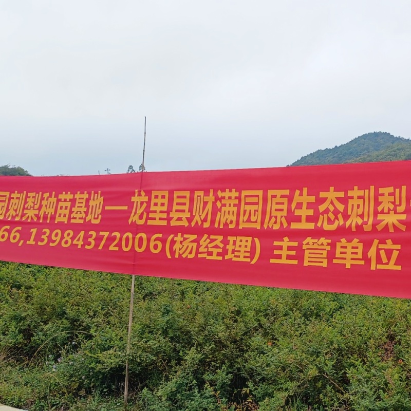 刺梨苗贵农五号六年生挂果大苗。年底库存清理中。