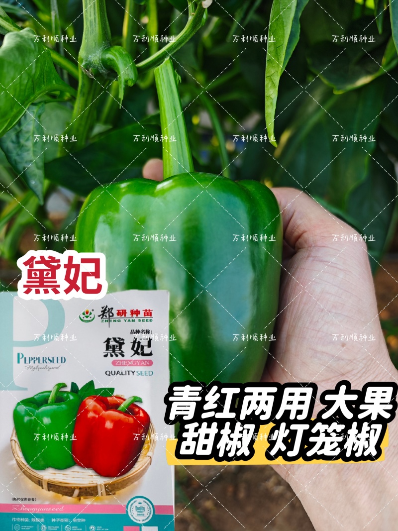 大果甜椒灯笼椒种子硬度好耐储运肉厚味甜皮光泽高产抗病甜椒
