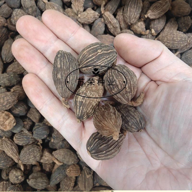 草果种子红皮草果正宗香料调味料中草药材多年生草本植物种籽