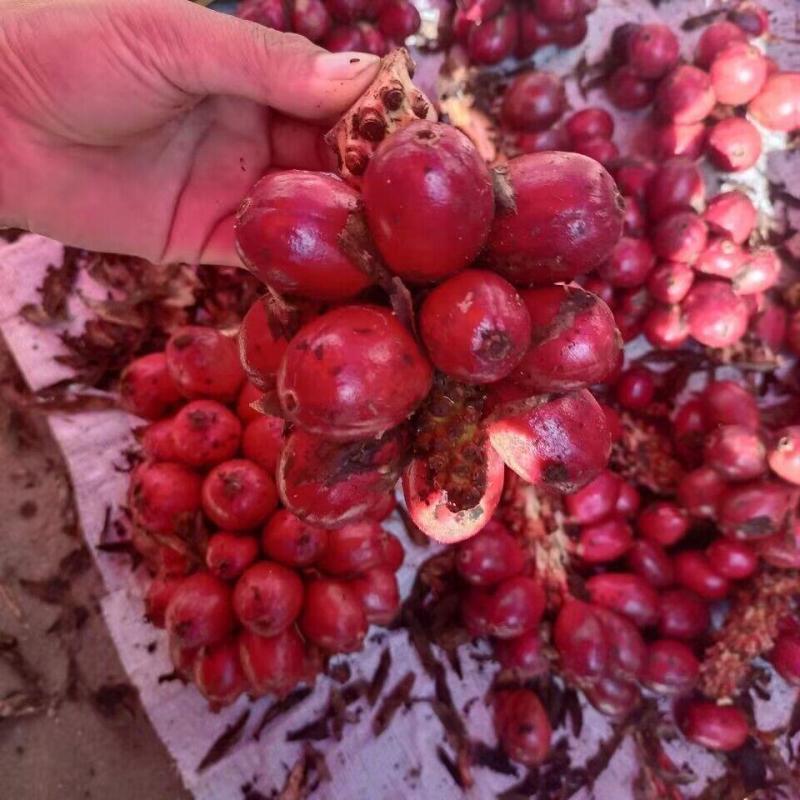 草果种子红皮草果正宗香料调味料中草药材多年生草本植物种籽