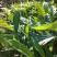 草果种子红皮草果正宗香料调味料中草药材多年生草本植物种籽