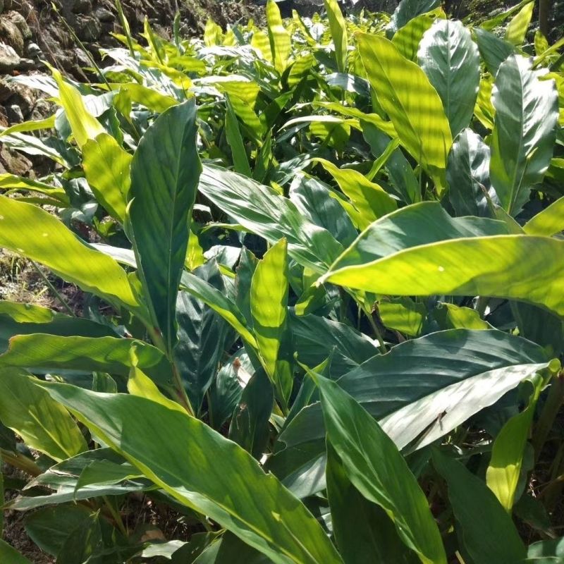 草果种子红皮草果正宗香料调味料中草药材多年生草本植物种籽