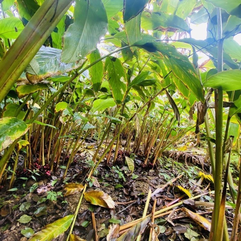草果种子红皮草果正宗香料调味料中草药材多年生草本植物种籽