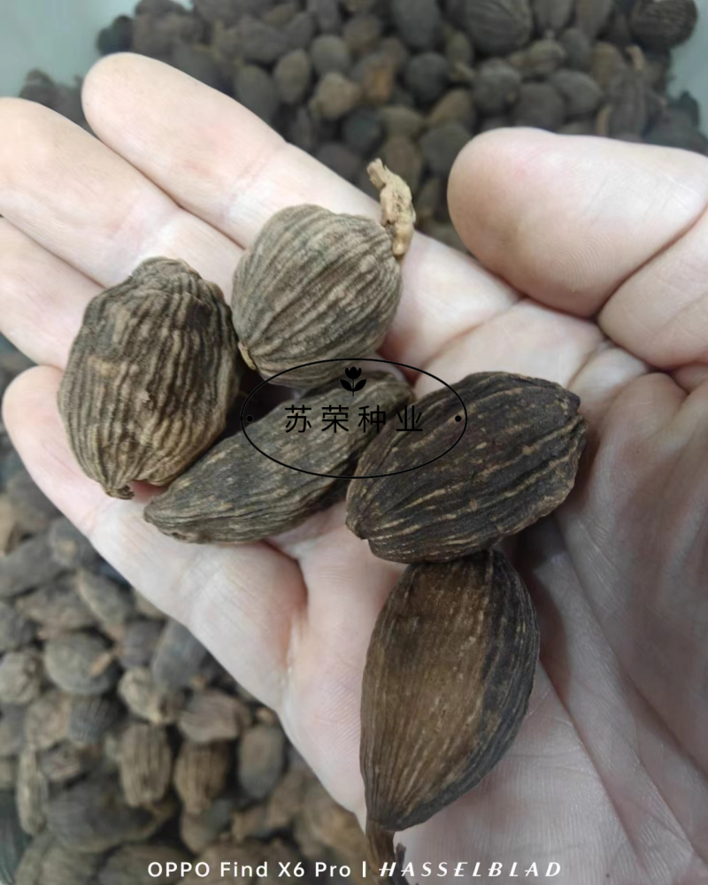 草果种子红皮草果正宗香料调味料中草药材多年生草本植物种籽
