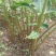 草果种子红皮草果正宗香料调味料中草药材多年生草本植物种籽