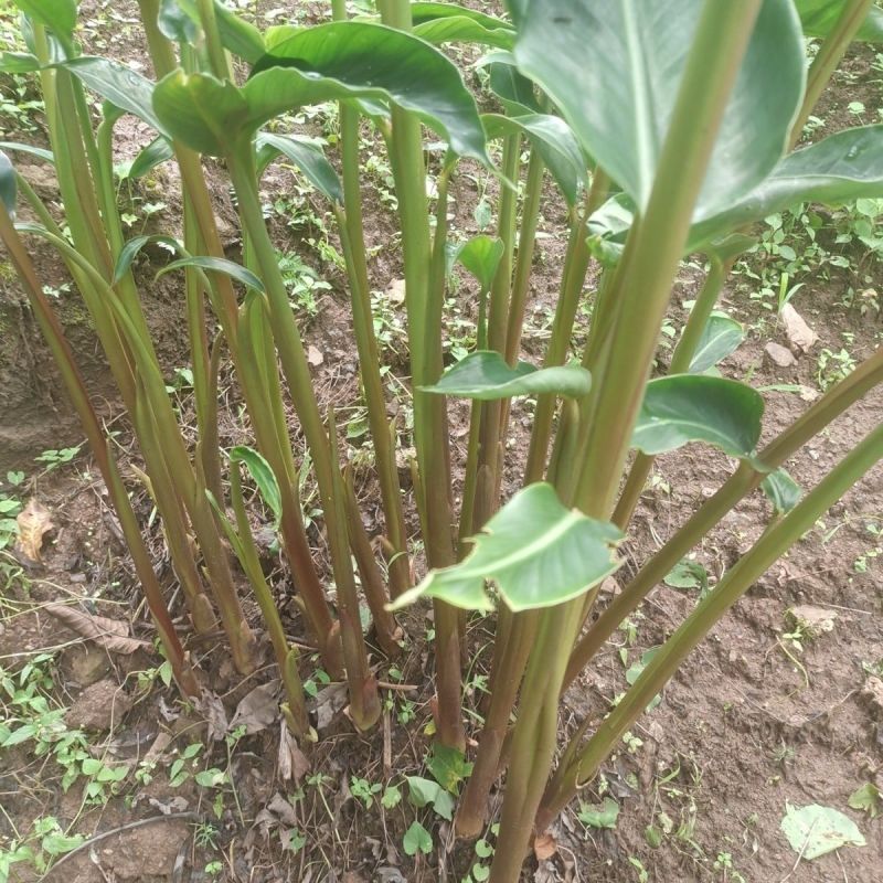 草果种子红皮草果正宗香料调味料中草药材多年生草本植物种籽