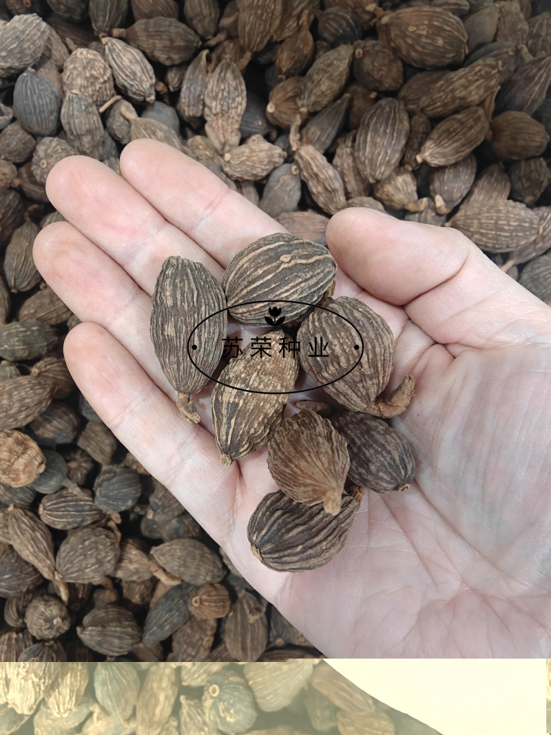 草果种子红皮草果正宗香料调味料中草药材多年生草本植物种籽