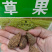 草果种子红皮草果正宗香料调味料中草药材多年生草本植物种籽