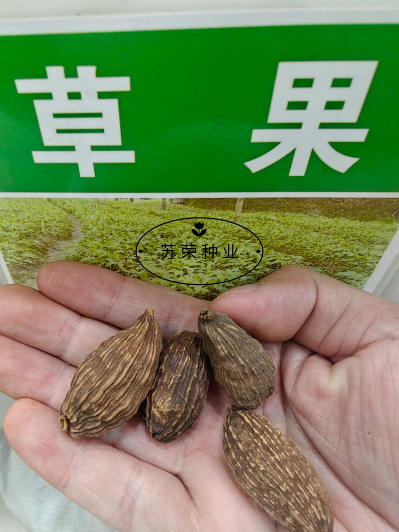 草果种子红皮草果正宗香料调味料中草药材多年生草本植物种籽