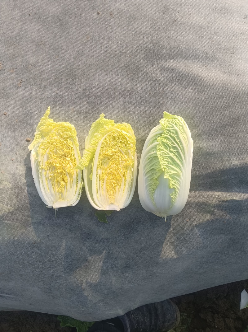 优质娃娃菜大量供应，代发全国，质量保证，