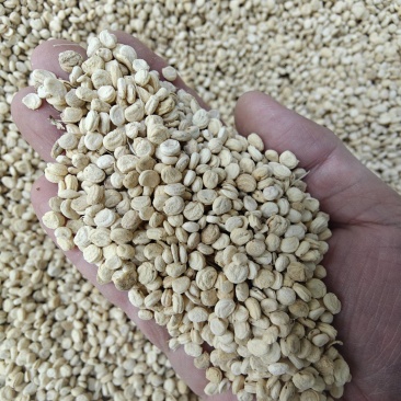 中药材人参种子食用人参煲汤泡茶阳台盆栽可大面积种