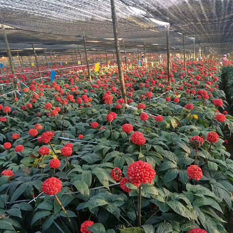 中药材人参种子食用人参煲汤泡茶阳台盆栽可大面积种
