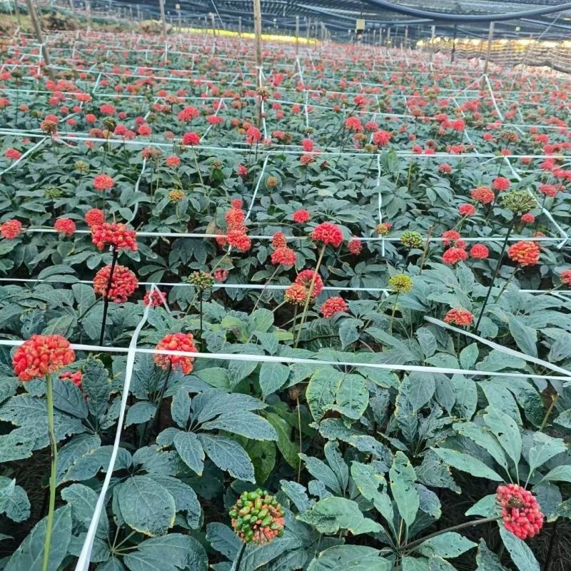 中药材人参种子食用人参煲汤泡茶阳台盆栽可大面积种