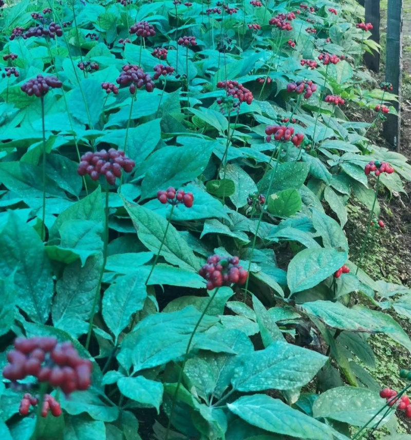 中药材人参种子食用人参煲汤泡茶阳台盆栽可大面积种