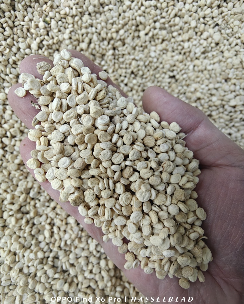 中药材人参种子食用人参煲汤泡茶阳台盆栽可大面积种