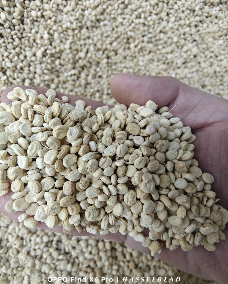 中药材人参种子食用人参煲汤泡茶阳台盆栽可大面积种