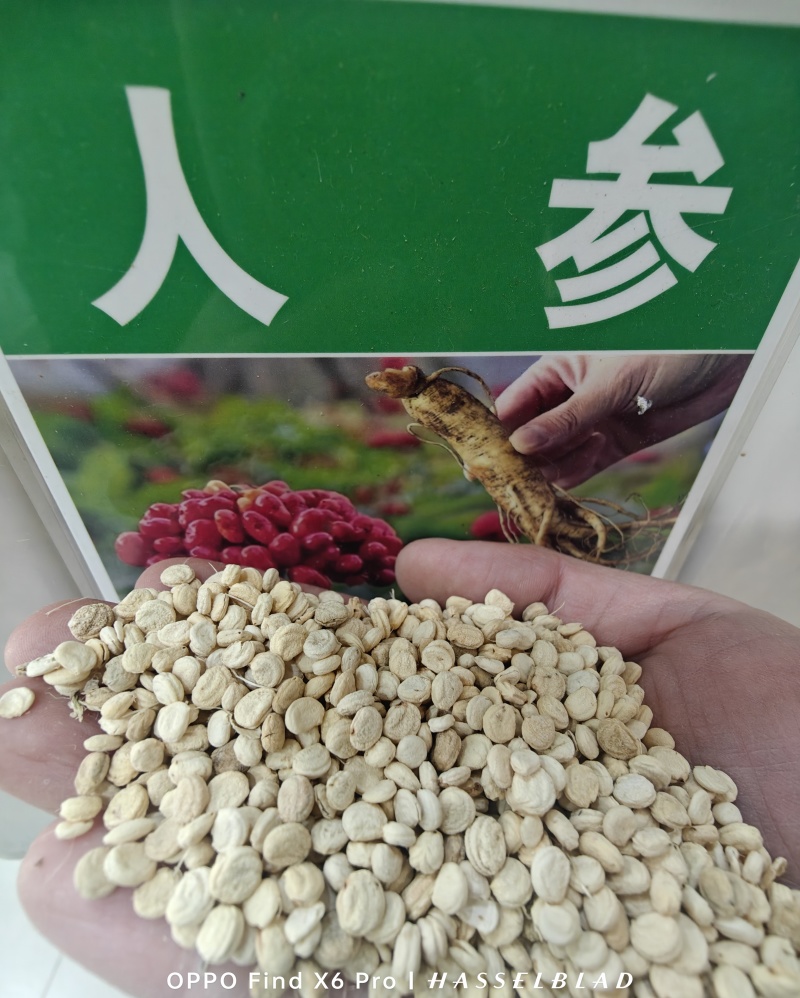 中药材人参种子食用人参煲汤泡茶阳台盆栽可大面积种