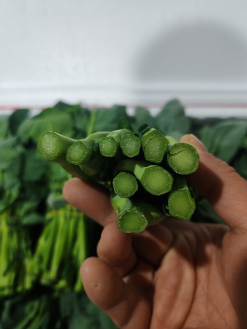 云南板蓝根青菜大量出货，冷链发全国